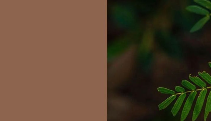 <h1>Rainforest Alliance</h1>
