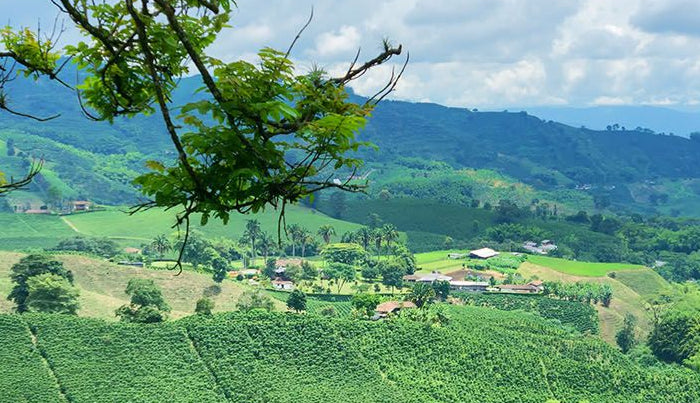 <h1>Colombia koffieland</h1>