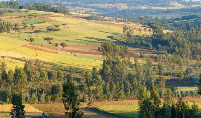 <h1>Ethiopië koffieland</h1>